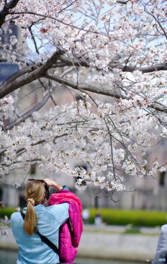 平和公園の桜-1