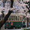桜トラム