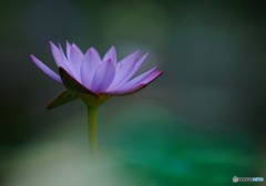 凛と咲く