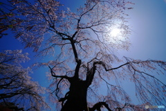 神原の枝垂れ桜