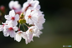 SAKURA