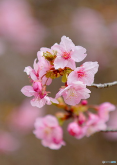 河津桜-七分咲き