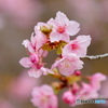 河津桜-七分咲き