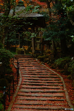 初冬の三瀧寺-2