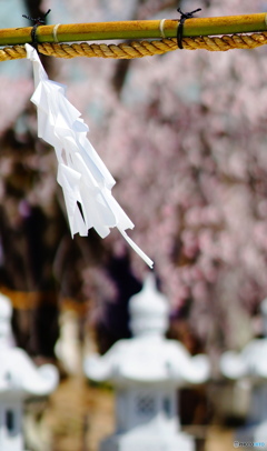 紙垂と桜と石灯籠と