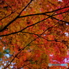 2022紅葉終盤-2