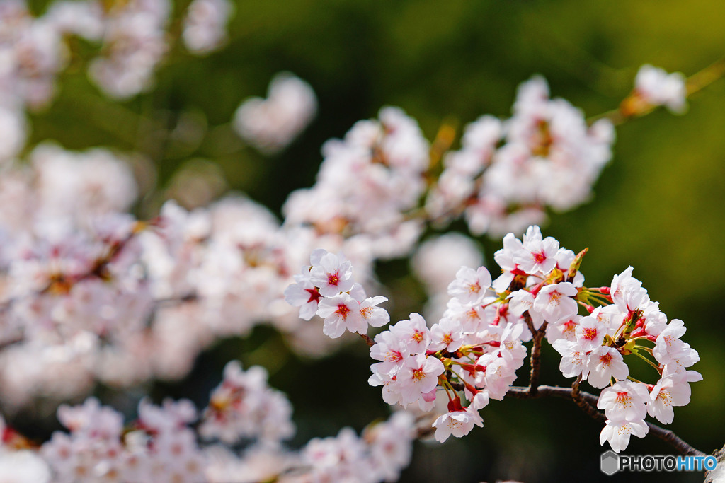 弥生最後の桜