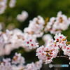 弥生最後の桜