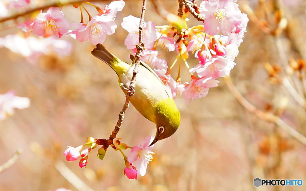 河津桜とメジロ