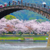 桜と傘の花開く