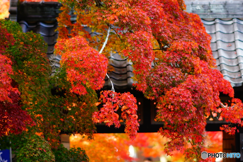 山門と紅葉と