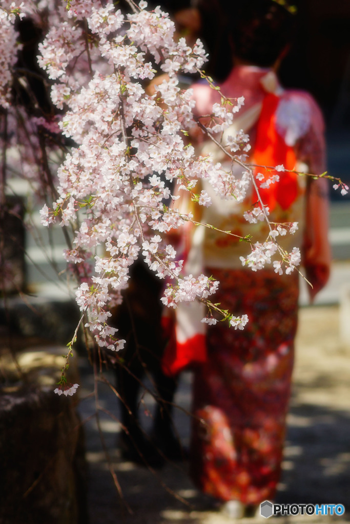 枝垂れ桜