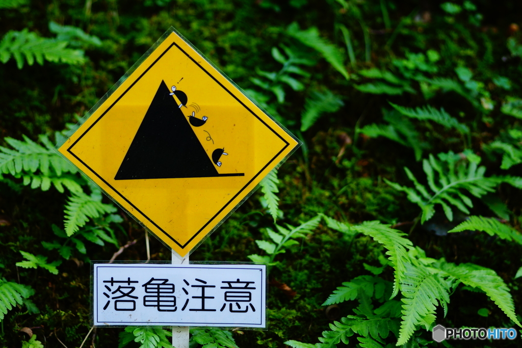 落亀注意　