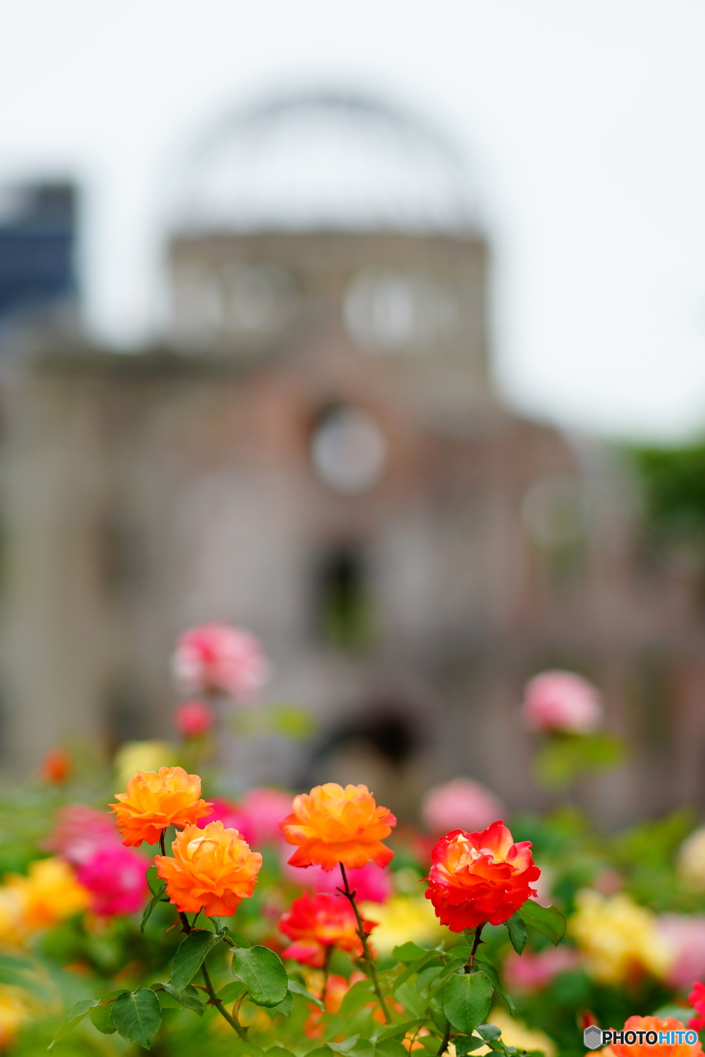 ＧＷの薔薇