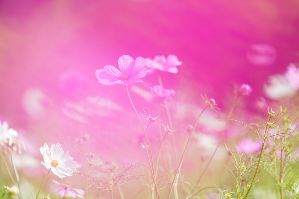 夢秋桜