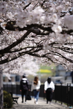 桜の頃