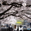 桜の頃