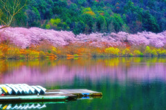 春-湖畔桜
