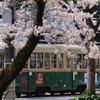 桜と路面電車と