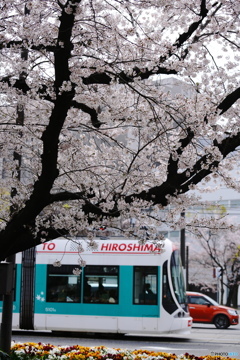 桜トラム