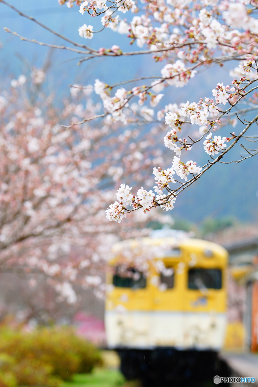キハ５８と桜