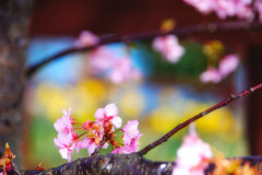 河津桜とスイセン