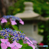 観音寺の紫陽花