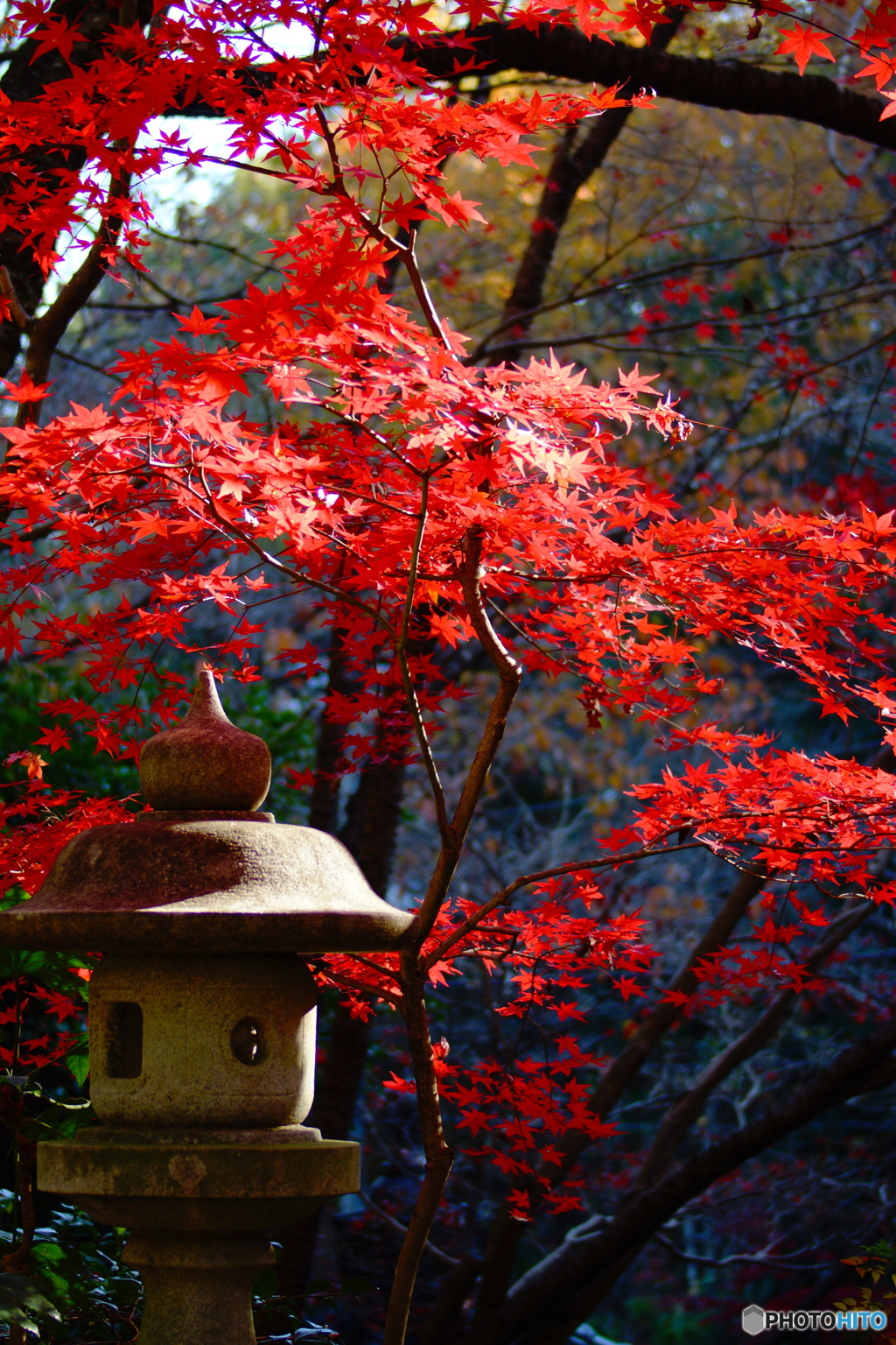 紅葉と石灯籠