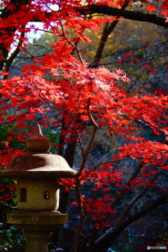 紅葉と石灯籠
