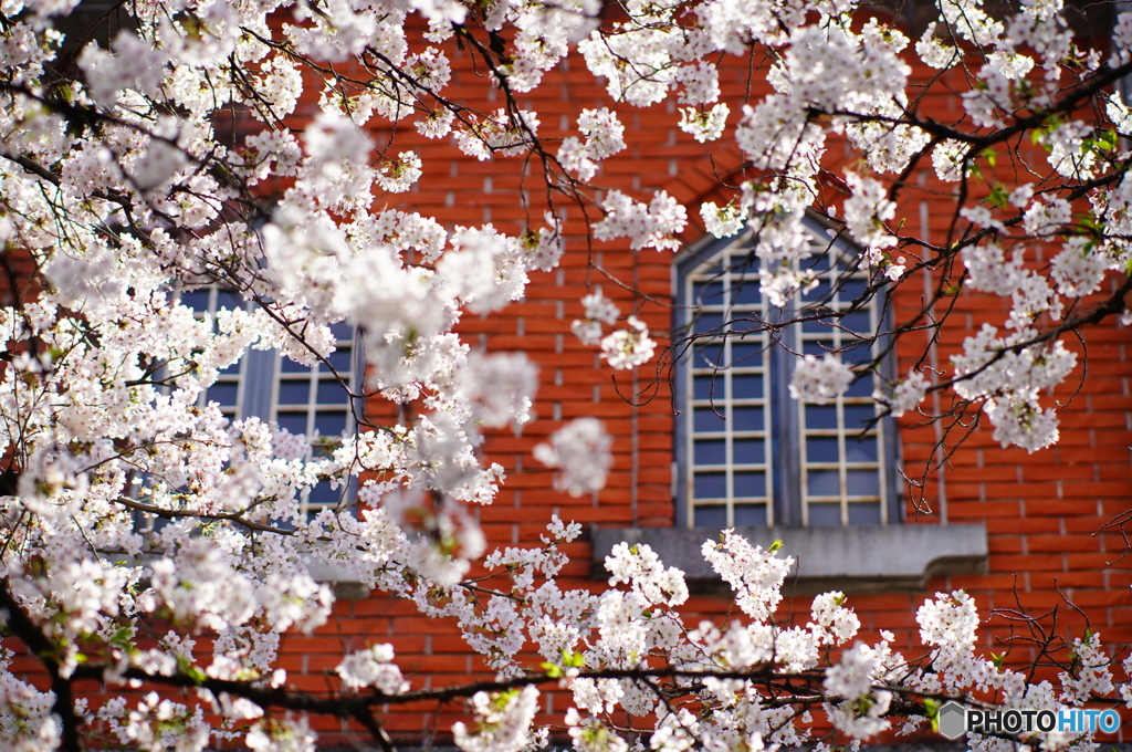煉瓦背景の桜