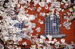 煉瓦背景の桜