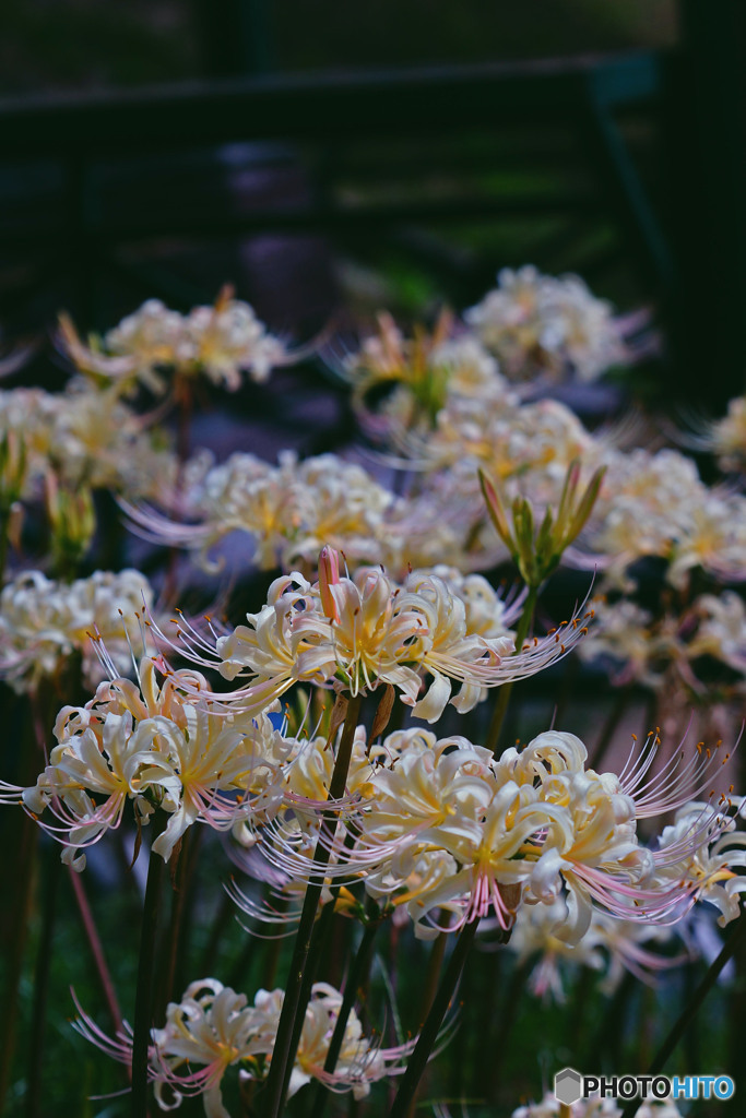白花曼珠沙華