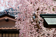 宮島の枝垂れ桜