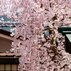 宮島の枝垂れ桜