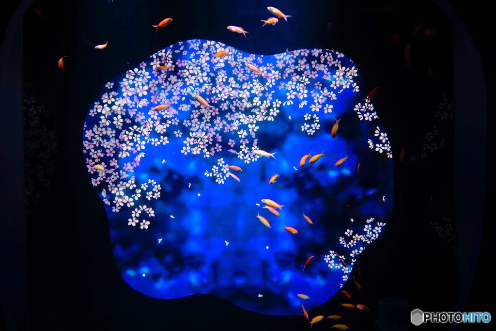 春遠からじ-桜を泳ぐ