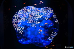 春遠からじ-桜を泳ぐ