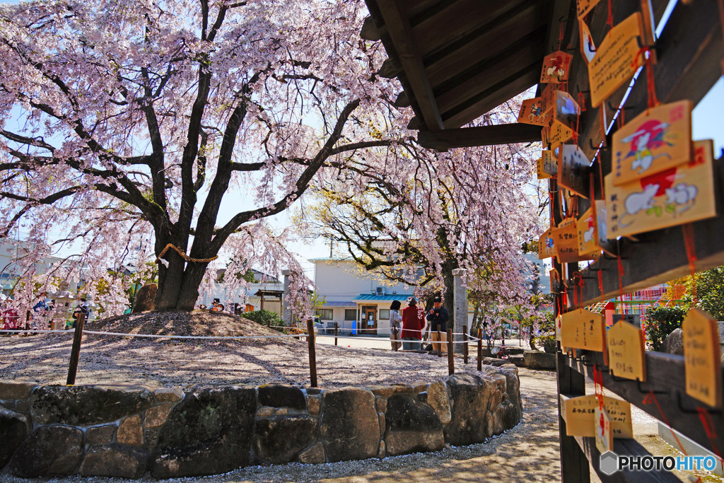 枝垂れ桜