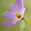 2020秋桜-2