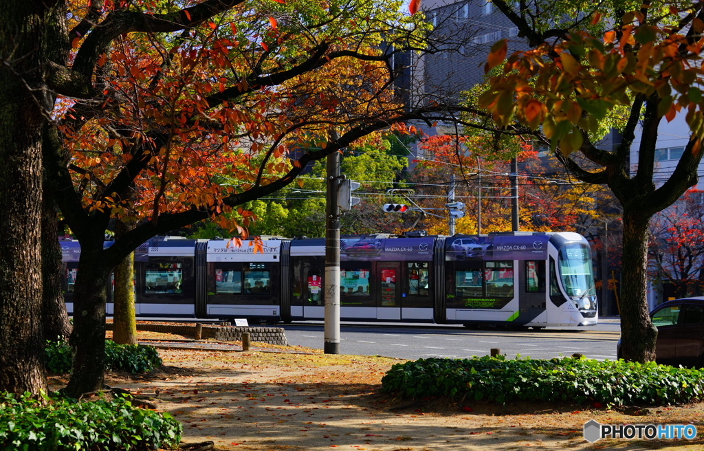 紅葉とトラム