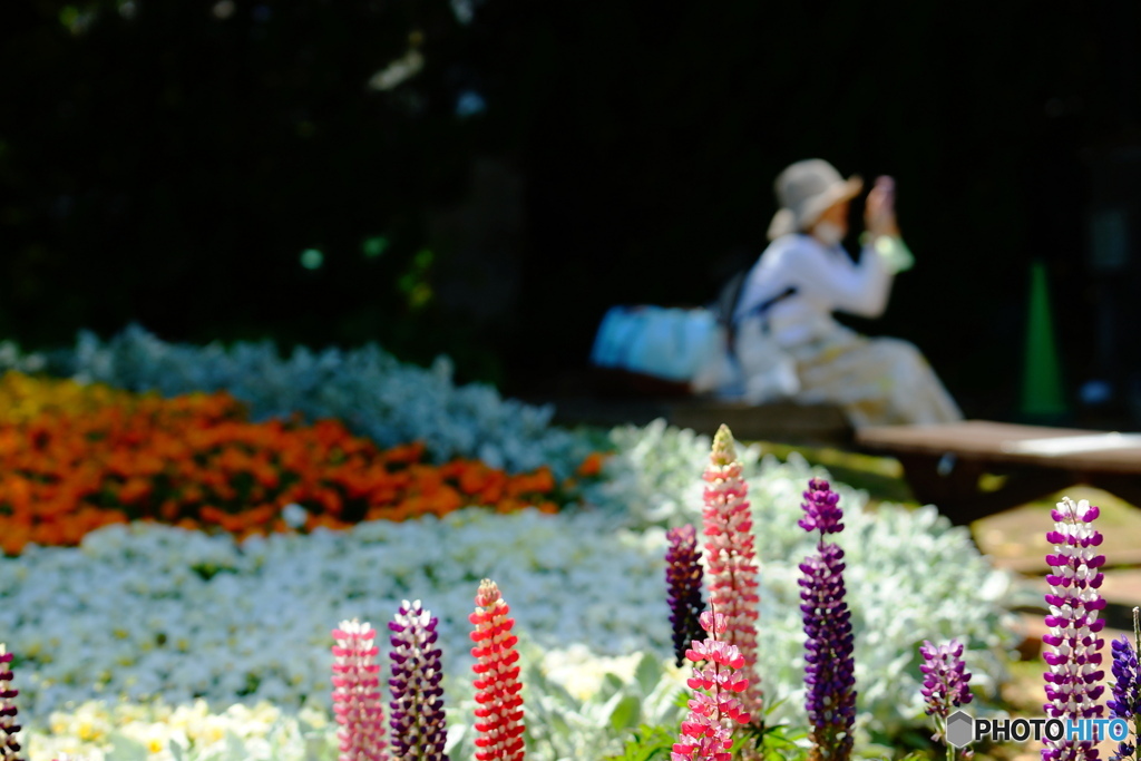 くつろぎの花壇