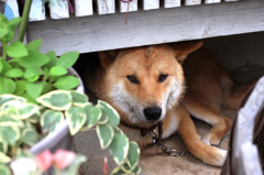 家の犬