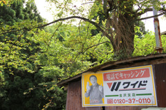 看板が良い色すぎるｗｗｗ