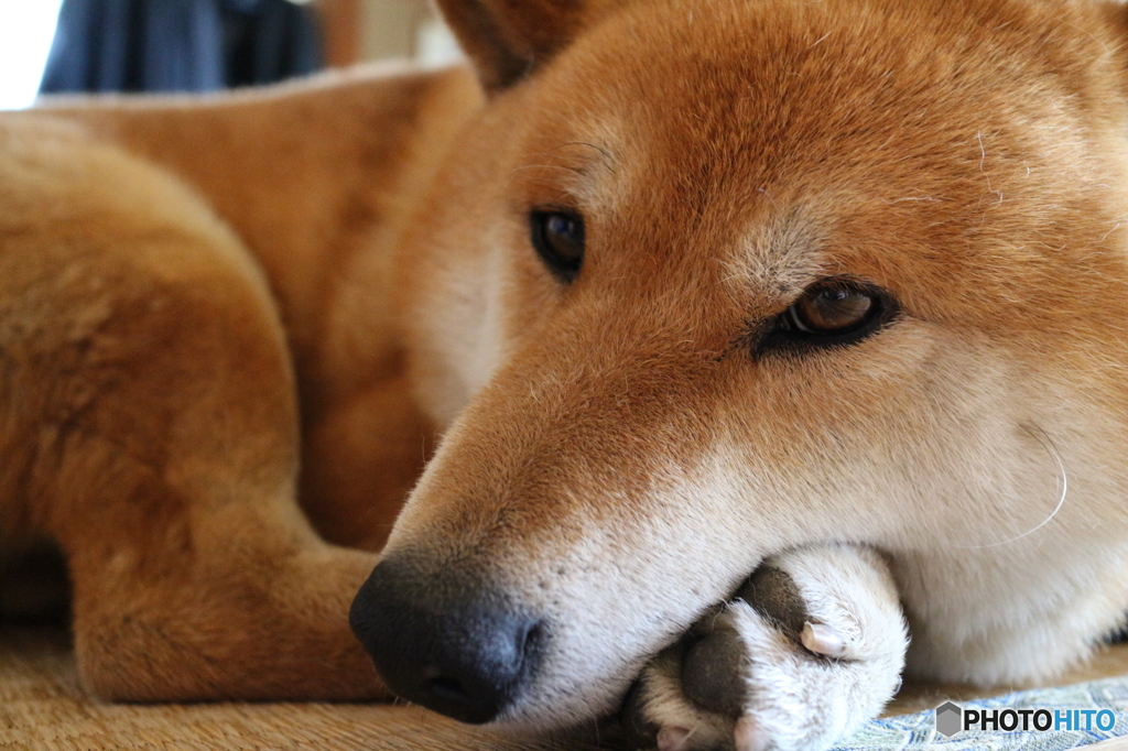 犬２