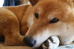 犬２