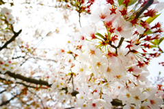 桜