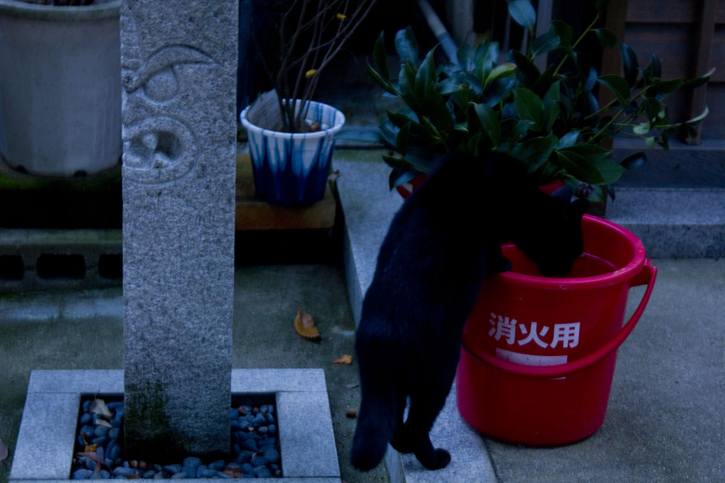 水飲む猫