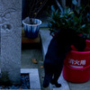 水飲む猫
