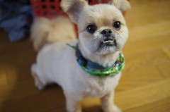 犬