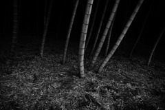 「深々根々」
