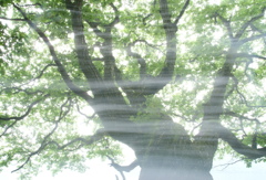 「清風、大樹の風」